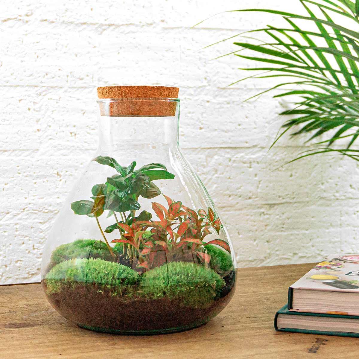 Doe-Het-Zelf terrarium - Sammie Coffea - ↕ 27 cm