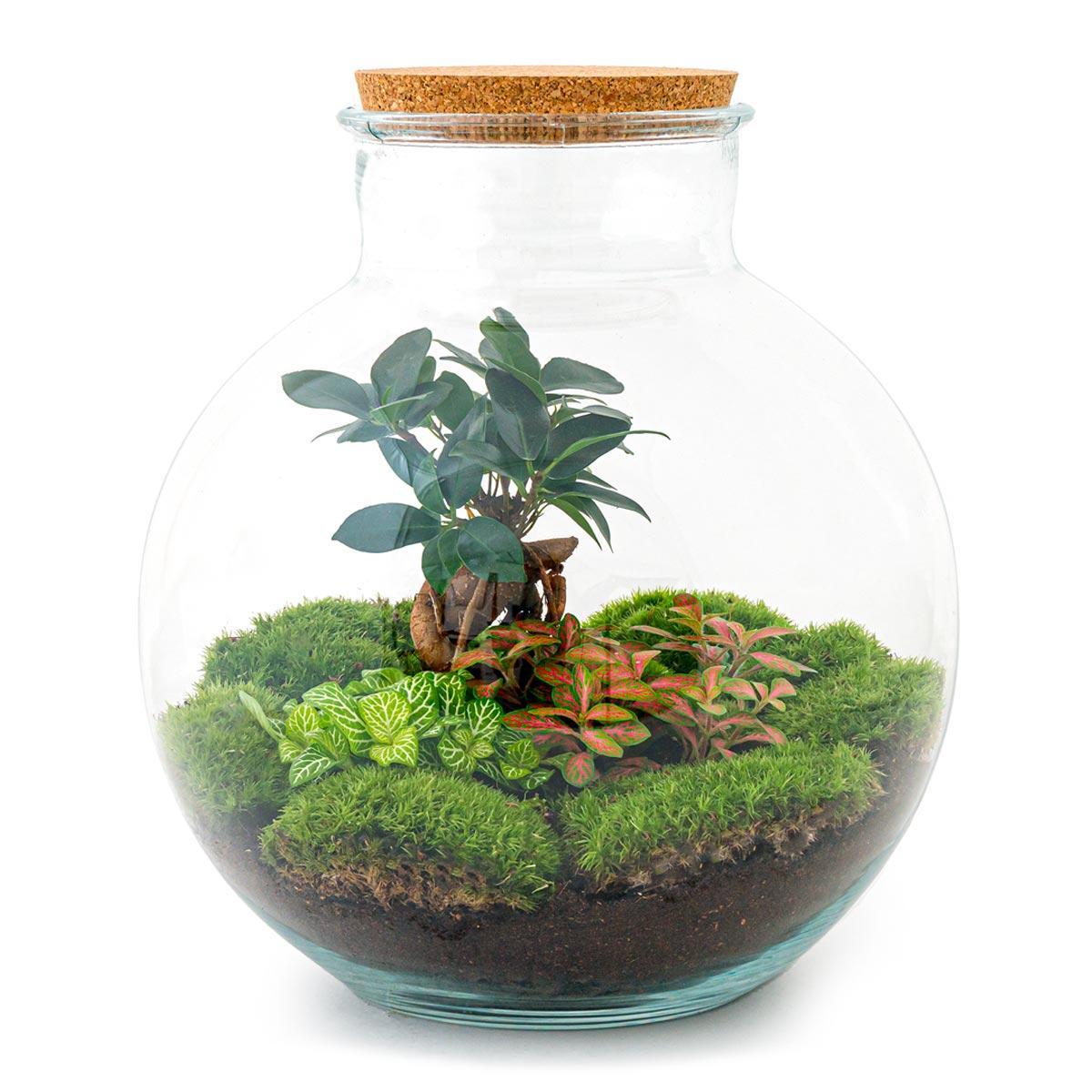 Doe-Het-Zelf terrarium - Bolder Bob Bonsai - ↕ 30 cm - Hark + Schop