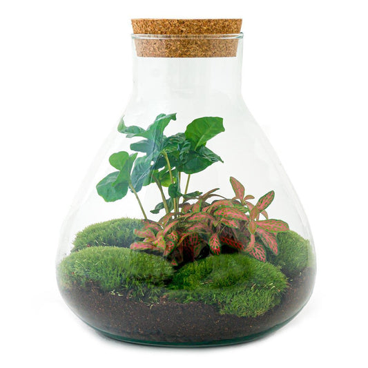 Doe-Het-Zelf terrarium - Sammie Coffea - ↕ 27 cm