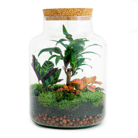 Doe-Het-Zelf terrarium - Milky Palm - ↕ 30 cm