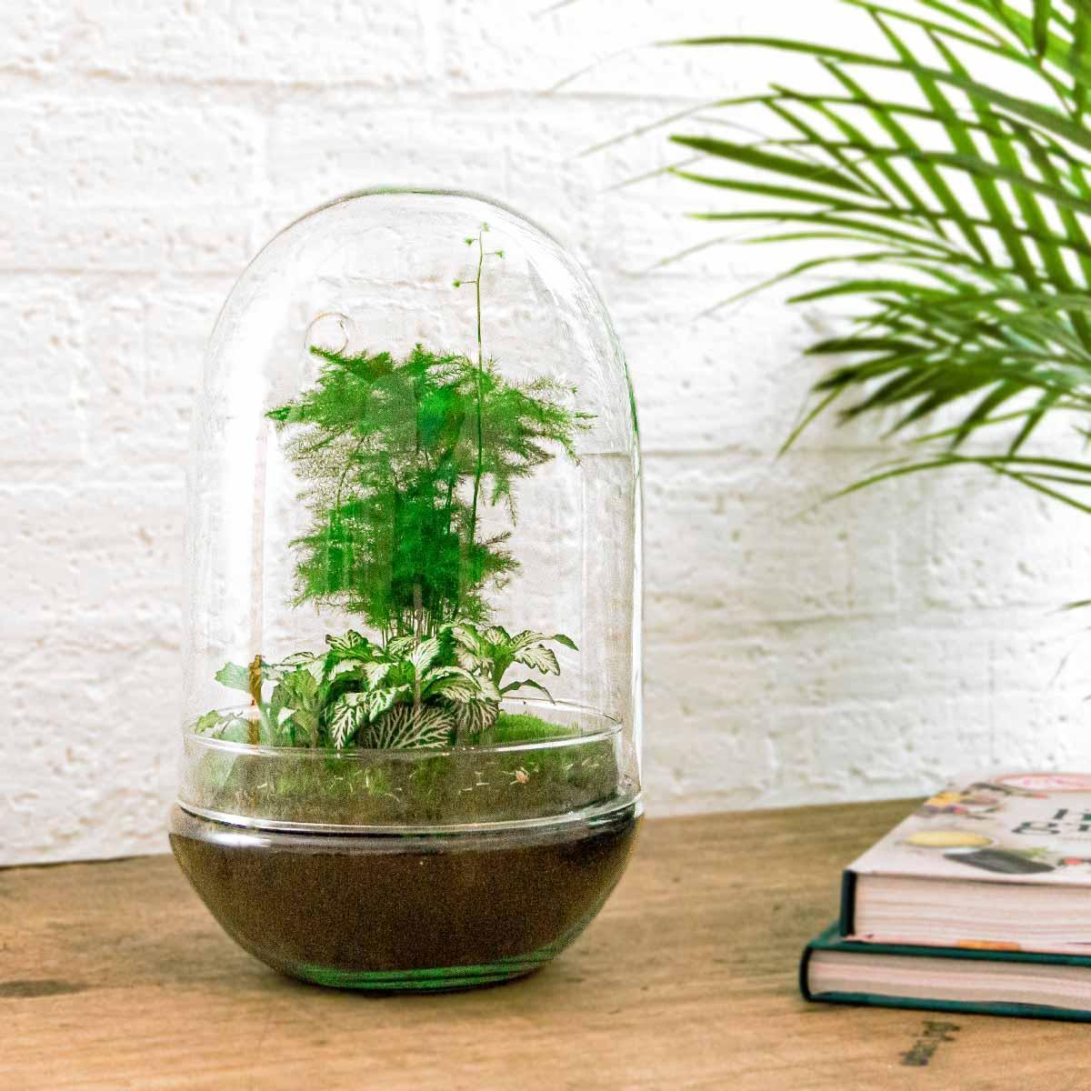 Doe-Het-Zelf terrarium - Ei XL - ↕ 30 cm