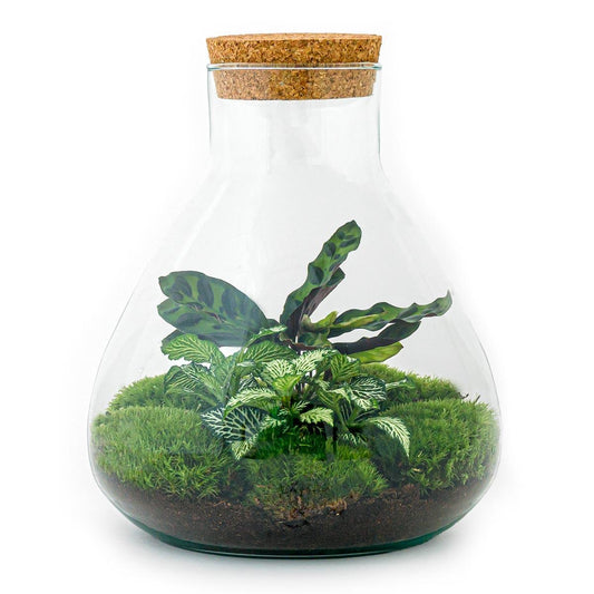 Doe-Het-Zelf terrarium – Sammie – ↕ 27 cm