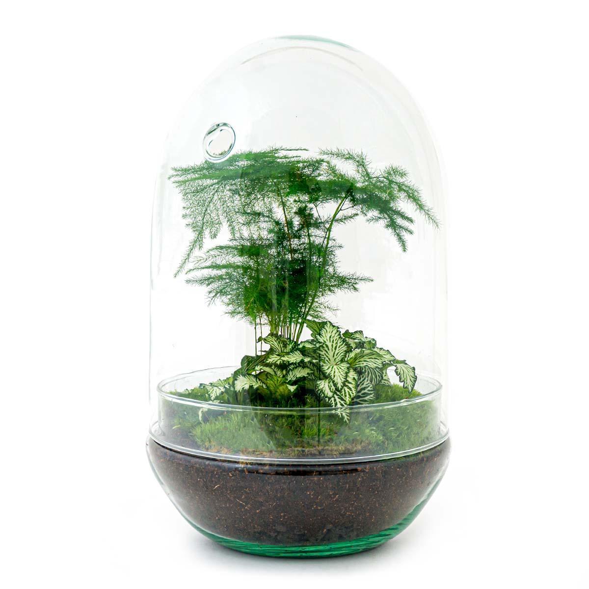 Doe-Het-Zelf terrarium - Ei XL - ↕ 30 cm