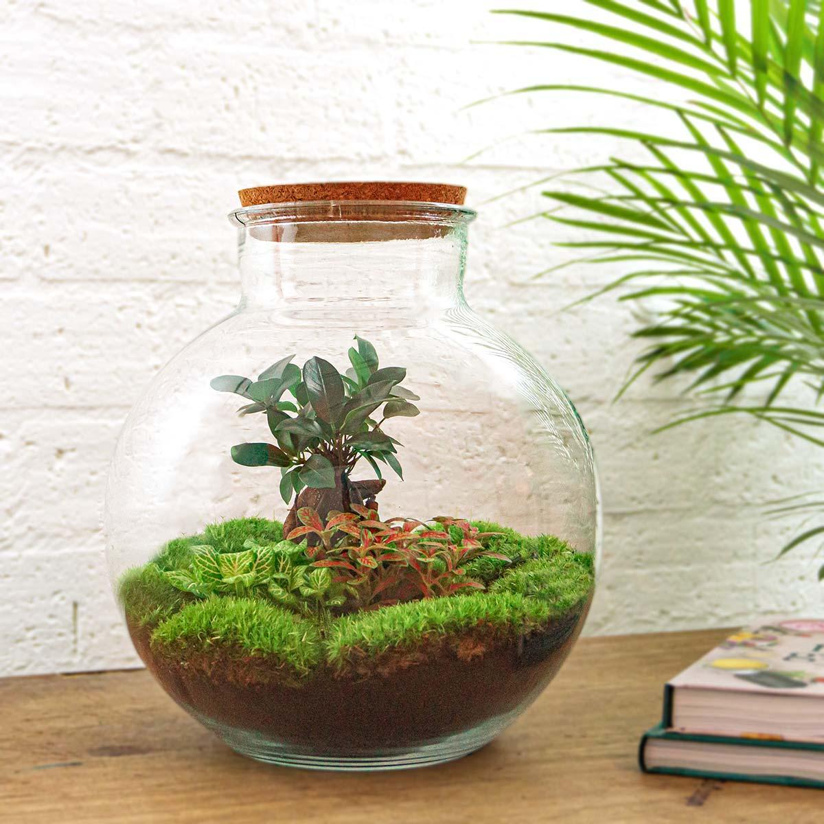 Doe-Het-Zelf terrarium - Bolder Bob Bonsai - ↕ 30 cm - Hark + Schop