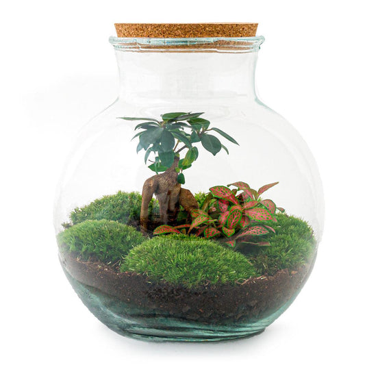 Doe-Het-Zelf terrarium - Teddy bonsai - ↕ 26,5 cm