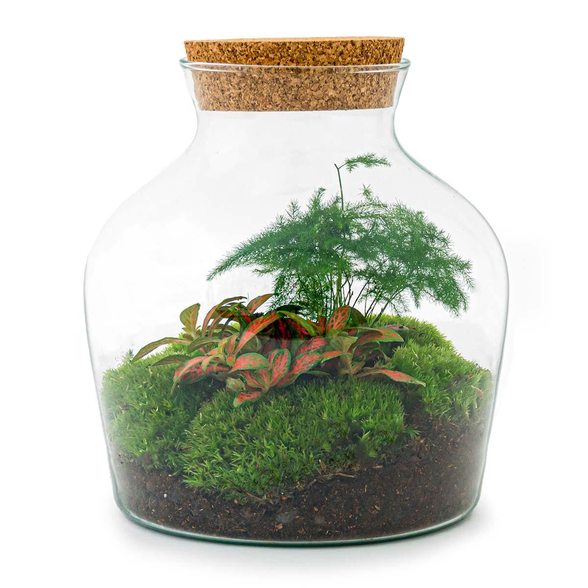 Doe-Het-Zelf terrarium - Kleine Joey - ↕ 21,5 cm - Hark + Schop + Pincet