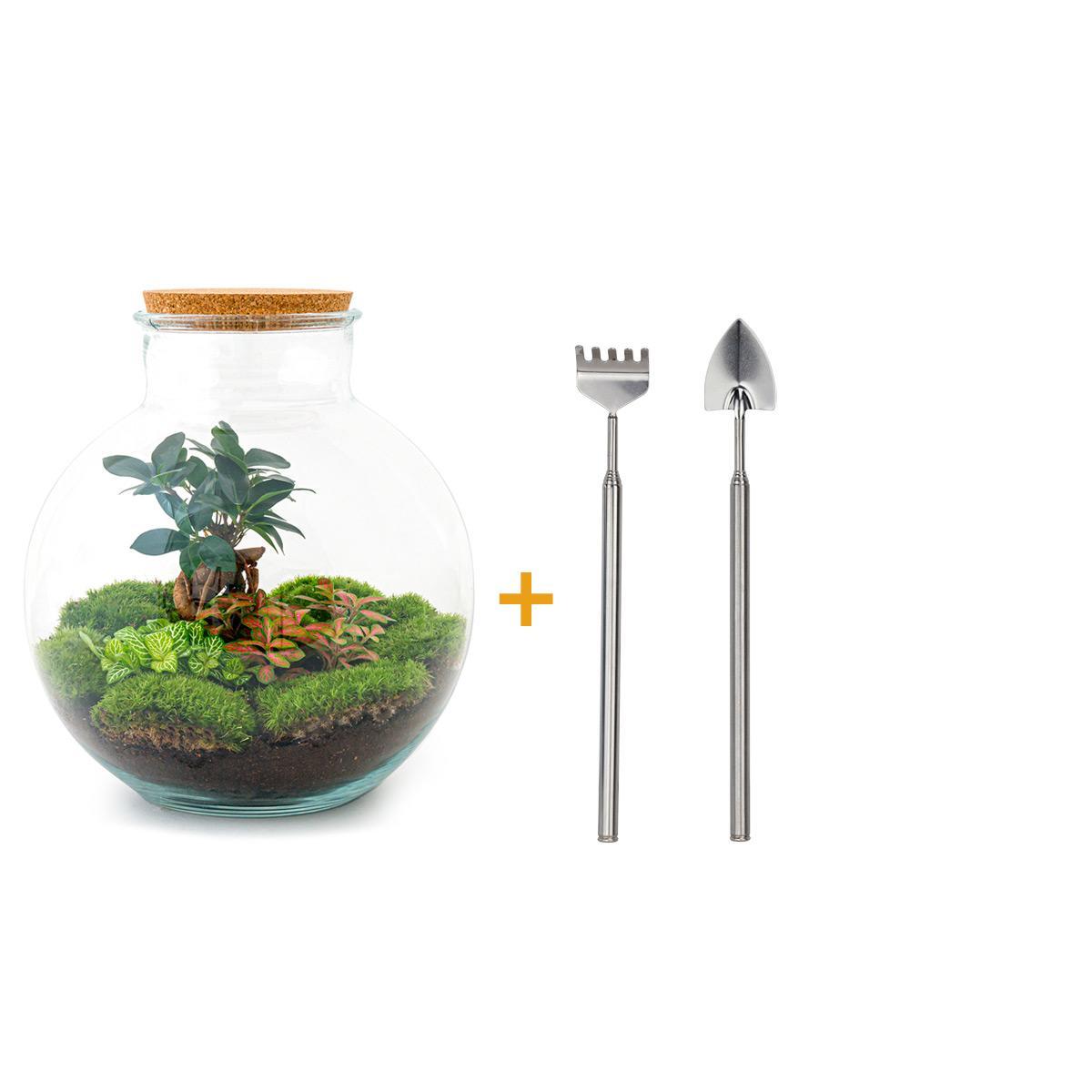 Doe-Het-Zelf terrarium - Bolder Bob Bonsai - ↕ 30 cm - Hark + Schop