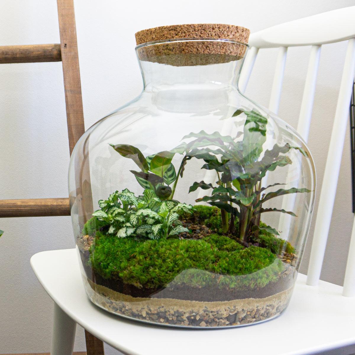 Doe-Het-Zelf terrarium -  Dikke Joey - ↕ 30 cm - Hark + Schop + Pincet - Schaar
