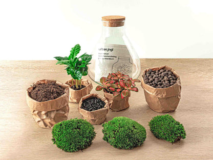 Doe-Het-Zelf terrarium - Sammie Coffea - ↕ 27 cm